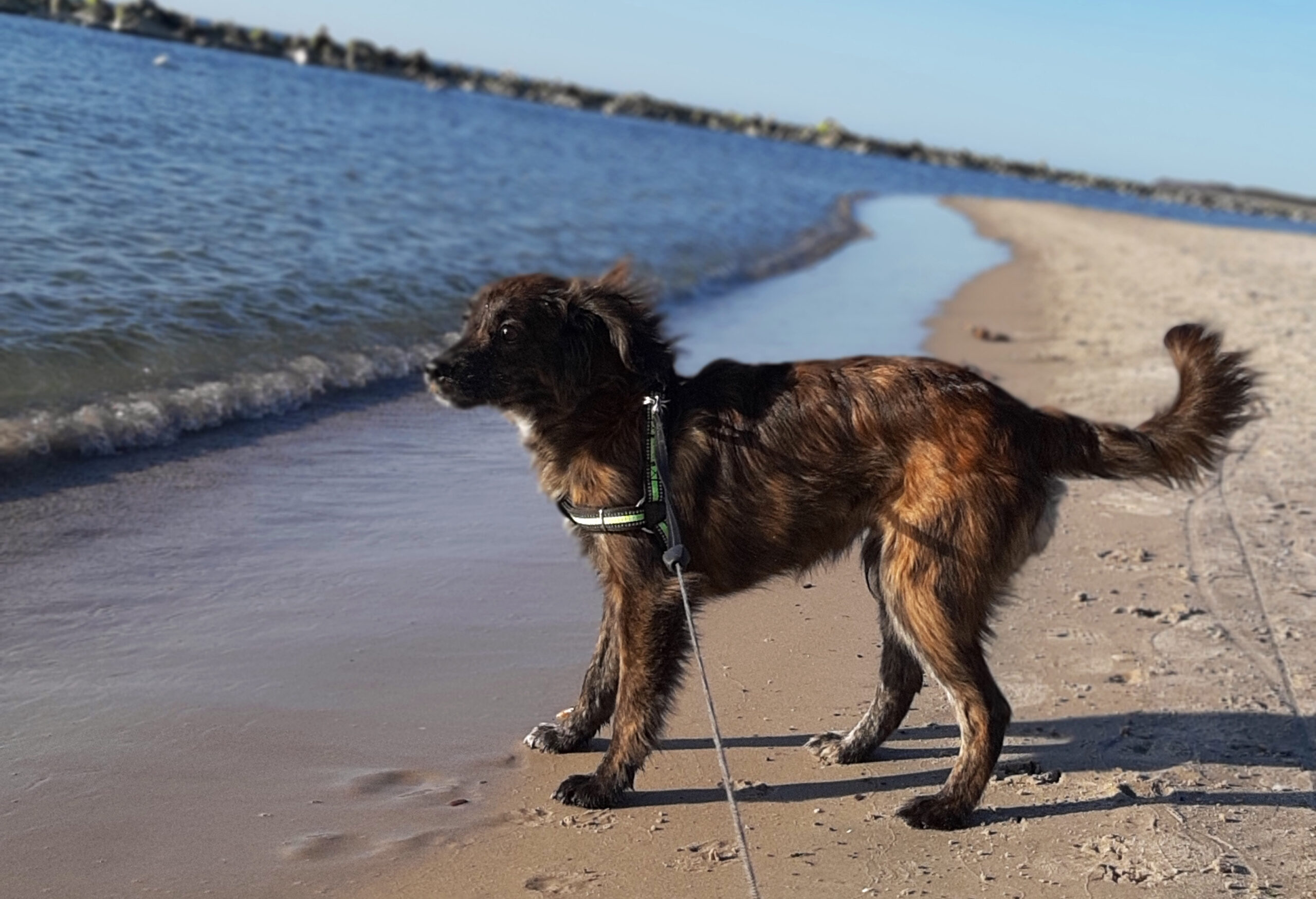 Wakacje z psem nad morzem – dlaczego warto?